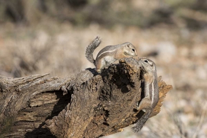 Picture of AZ, BUCKEYE HARRISS ANTELOPE SQUIRRELS ON LOG