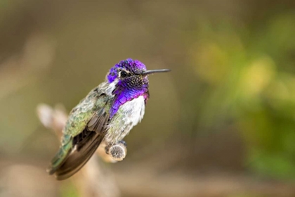 Picture of AZ, TUCSON COSTAS HUMMINGBIRD PERCHED ON TWIG