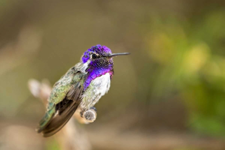 Picture of AZ, TUCSON COSTAS HUMMINGBIRD PERCHED ON TWIG