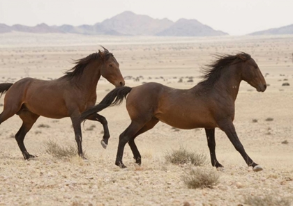 Picture of NAMIBIA, AUS, NAMIB DESERT WILD HORSES RUNNING