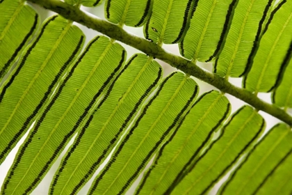Picture of FRENCH POLYNESIA, SOCIETY ISLANDS, MOOREA FERN