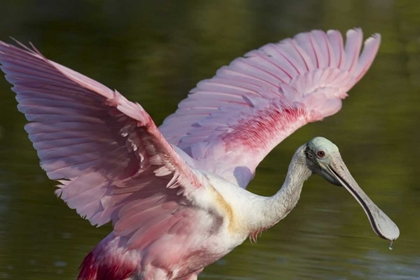 Picture of FL, EVERGLADES NP ROSEATE SPOONBILL WITH WINGS
