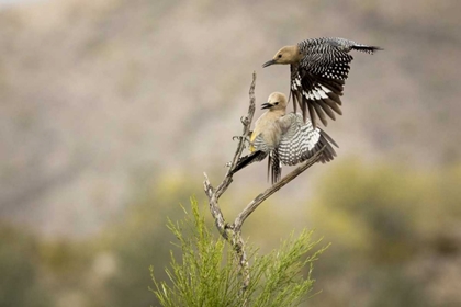 Picture of AZ, BUCKEYE GILA WOODPECKERS LANDING ON BRANCH