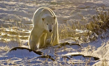 Picture of CANADA, MANITOBA, CHURCHILL BACKLIT POLAR BEAR