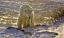 Picture of CANADA, MANITOBA, CHURCHILL BACKLIT POLAR BEAR