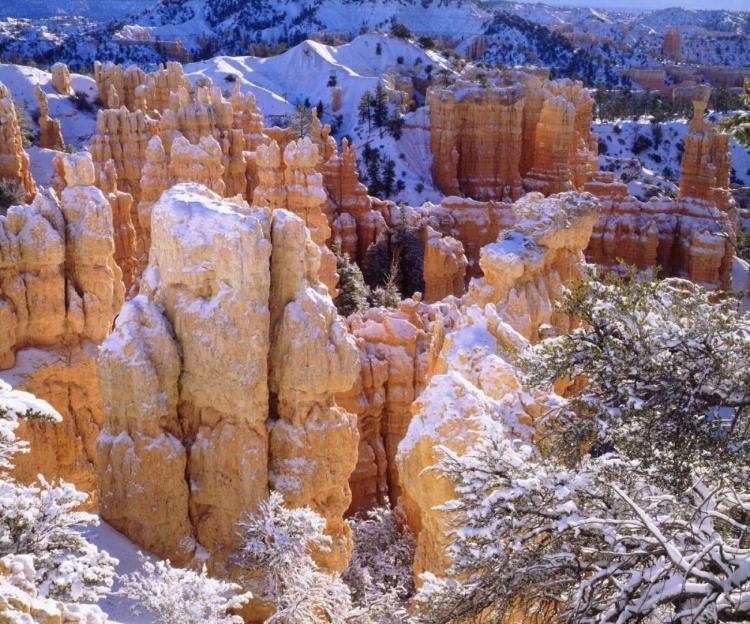 Picture of UTAH, BRYCE CANYON NP IN WINTER