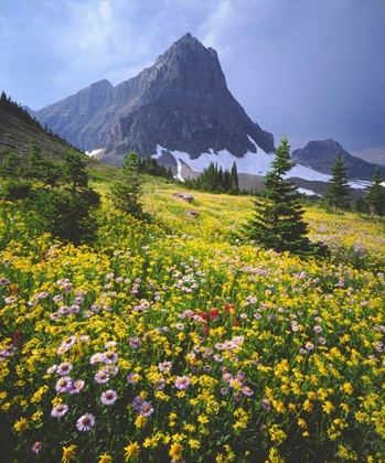 Picture of MONTANA, GLACIER NP WILDFLOWERS