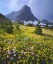 Picture of MONTANA, GLACIER NP WILDFLOWERS