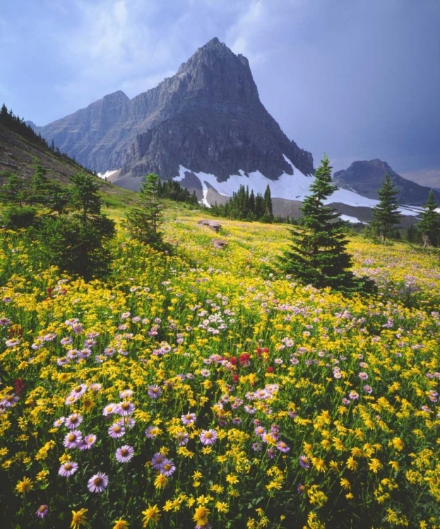 Picture of MONTANA, GLACIER NP WILDFLOWERS