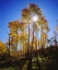 Picture of UTAH, FALL COLORS OF ASPEN TREES