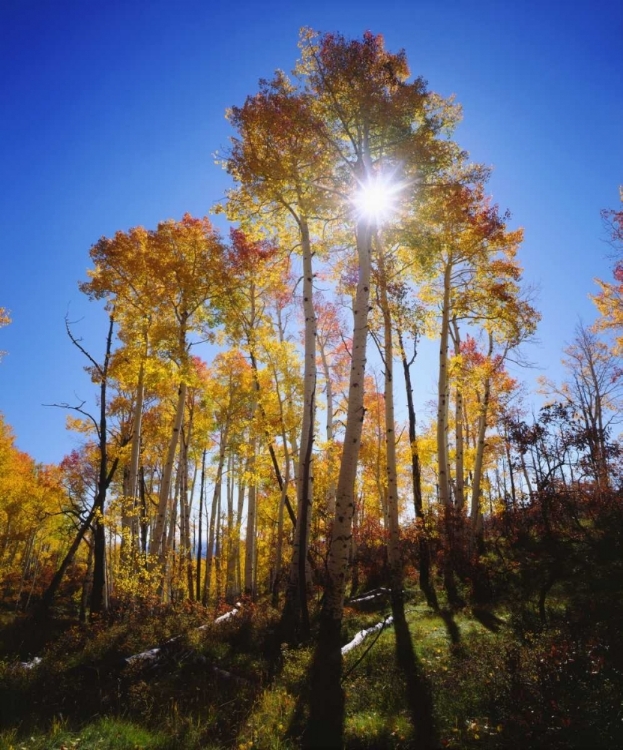 Picture of UTAH, FALL COLORS OF ASPEN TREES