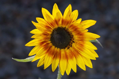 Picture of USA, CALIFORNIA, HYBRID SUNFLOWER