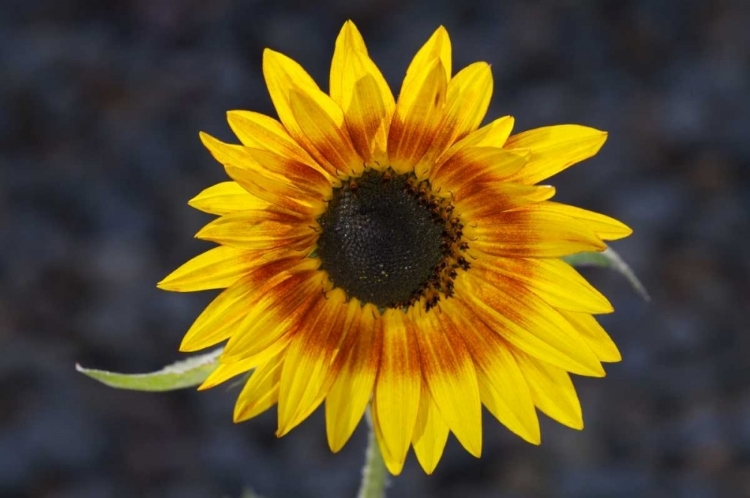 Picture of USA, CALIFORNIA, HYBRID SUNFLOWER