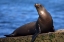 Picture of USA, CALIFORNIA, LA JOLLA A SEAL