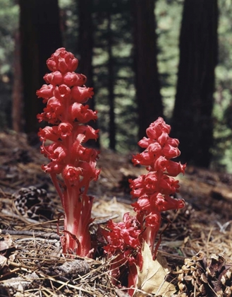 Picture of CA, SIERRA NEVADA RED FOREST PLANT