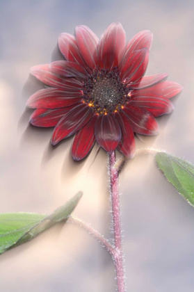 Picture of HYBRID SUNFLOWER BLOWING IN THE WIND