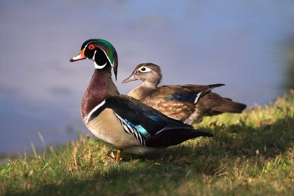 Picture of USA, CALIFORNIA, LAKESIDE, WOOD DUCK