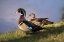 Picture of USA, CALIFORNIA, LAKESIDE, WOOD DUCK