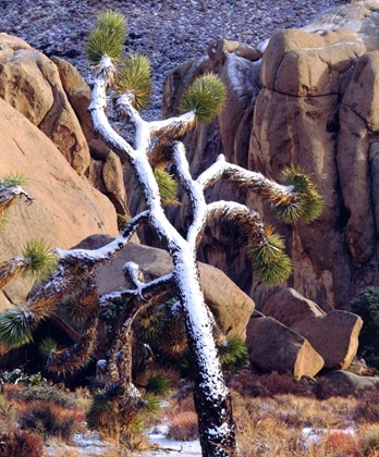 Picture of CALIFORNIA SNOW-COVERED JOSHUA TREE