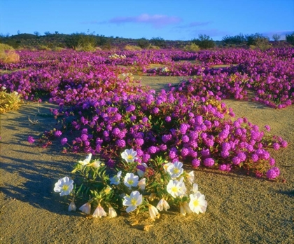 Picture of CA, ANZA-BORREGO DESERT WILDFLOWERS