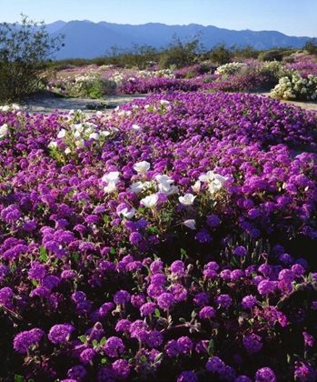 Picture of CA, ANZA-BORREGO DESERT WILDFLOWERS