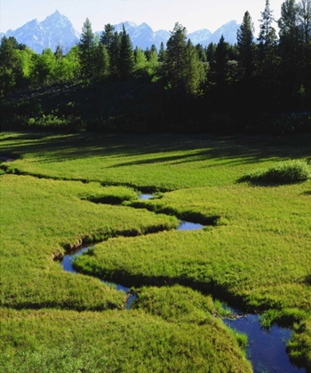 Picture of WY, GRAND TETONS ABOVE A LUSH MEADOW