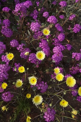 Picture of CA, ANZA-BORREGO DESERT WILDFLOWERS