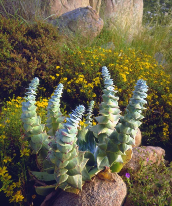 Picture of USA, CALIFORNIA, SAN DIEGO, SUCCULENT