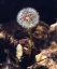 Picture of USA, CALIFORNIA, SAN DIEGO DANDELION