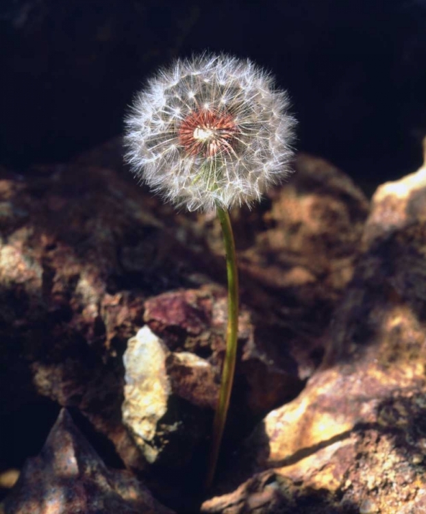 Picture of USA, CALIFORNIA, SAN DIEGO DANDELION