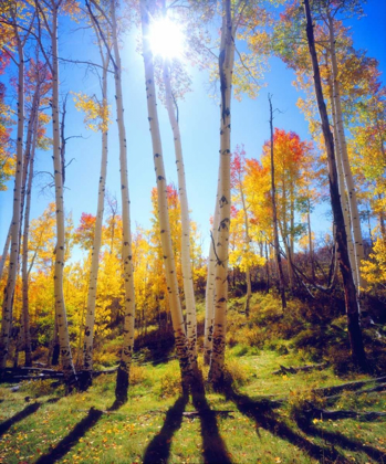 Picture of USA, UTAH, FALL COLORS OF ASPEN TREES