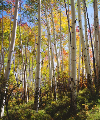Picture of USA, UTAH, FALL COLORS OF ASPEN TREES