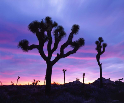 Picture of CALIFORNIA, JOSHUA TREE NP AT SUNRISE