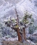 Picture of CA, SIERRA NEVADA SNOW-COVERED TREES