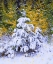 Picture of CA, SIERRA NEVADA SNOW-COVERED TREES
