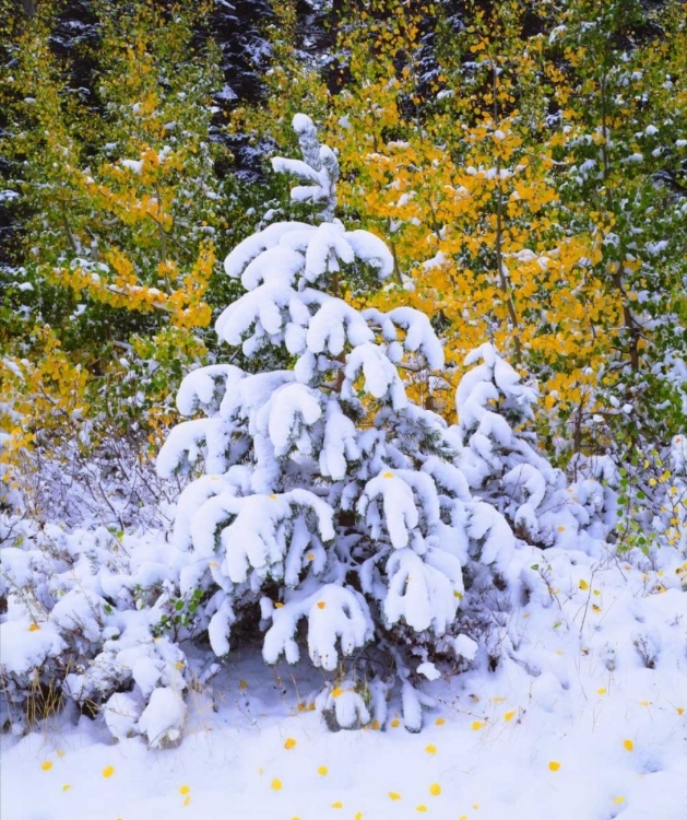 Picture of CA, SIERRA NEVADA SNOW-COVERED TREES