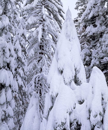 Picture of CA, SIERRA NEVADA SNOW-COVERED TREES