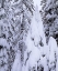 Picture of CA, SIERRA NEVADA SNOW-COVERED TREES