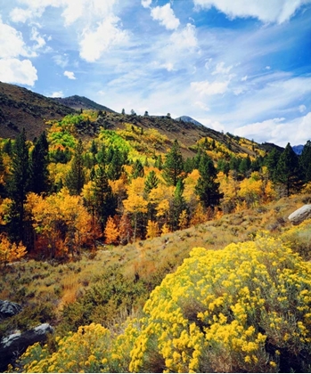 Picture of CA, SIERRA NEVADA FLOWERS AND AUTUMN