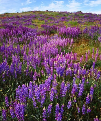 Picture of CA, CUYAMACA RANCHO SP LUPINES BLOOM