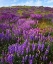 Picture of CA, CUYAMACA RANCHO SP LUPINES BLOOM