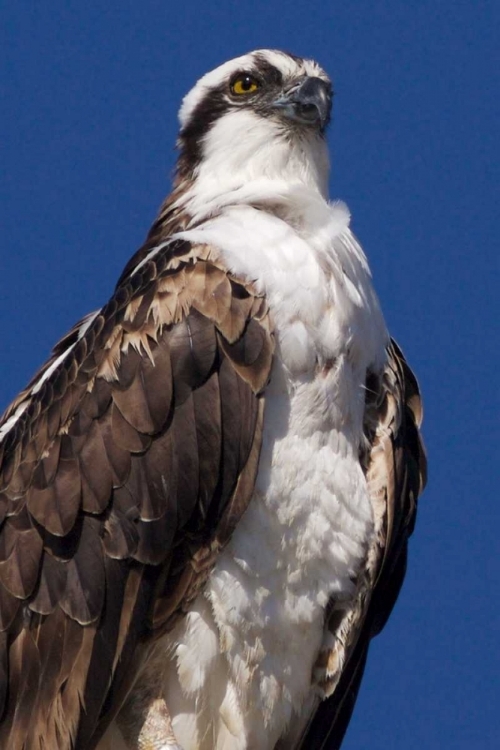 Picture of USA, CALIFORNIA, LA JOLLA RARE OSPREY