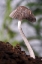 Picture of USA, CALIFORNIA, SAN DIEGO, A MUSHROOM