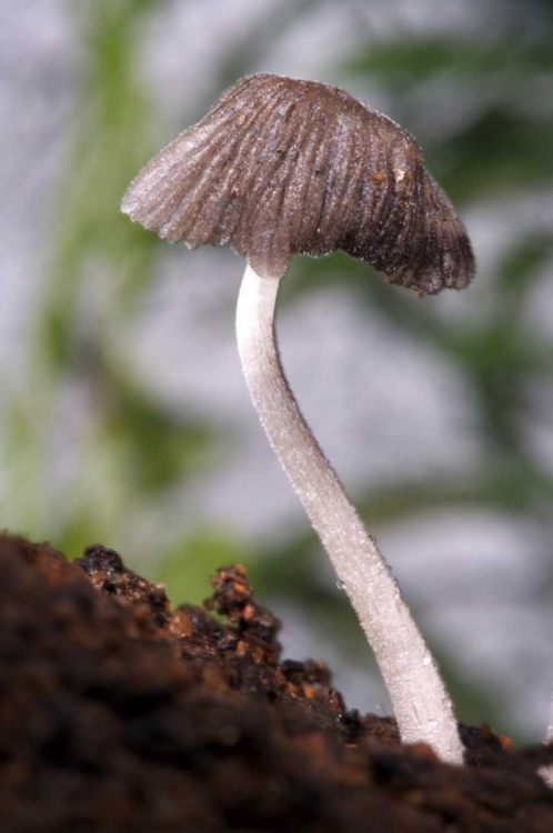 Picture of USA, CALIFORNIA, SAN DIEGO, A MUSHROOM