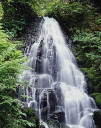 Picture of USA, OREGON, A WATERFALL AMONGST FERNS