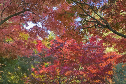 Picture of OR, ASHLAND MAPLE AND CHESTNUT TREES IN AUTUMN