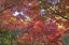 Picture of OR, ASHLAND MAPLE AND CHESTNUT TREES IN AUTUMN