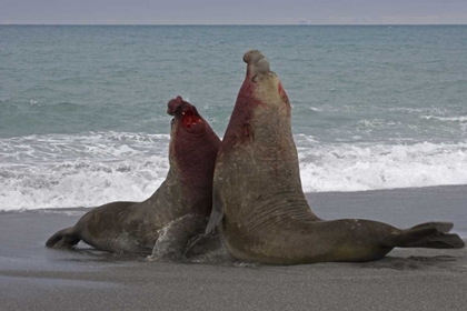 Picture of SOUTH GEORGIA ISLAND BULL ELEPHANT SEALS FIGHT