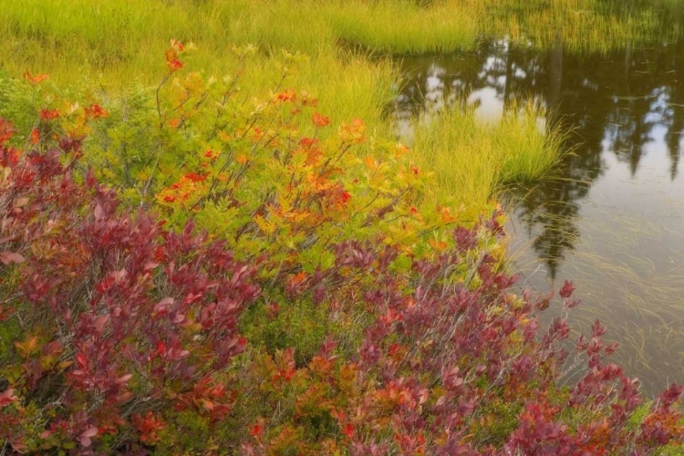 Picture of WA, MT BAKER WILDERNESS, AUTUMN AT PICTURE LAKE