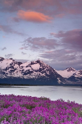 Picture of AK, ALSEK RIVER AND FAIRWEATHER RANGE AT SUNSET